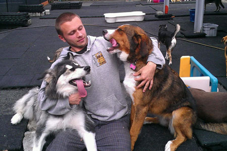 Dogs at play