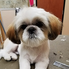 Grooming