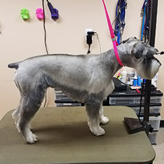 Grooming