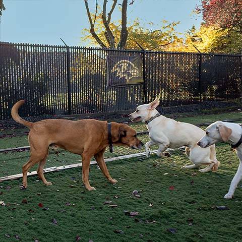 Dog Gone Good Place