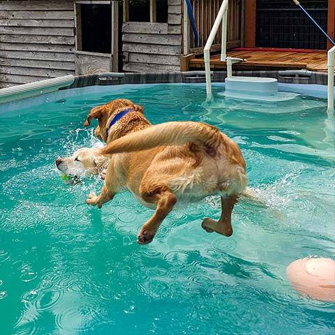 Dog Gone Good Place