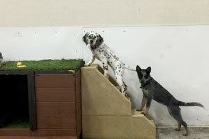 Dog learning commands