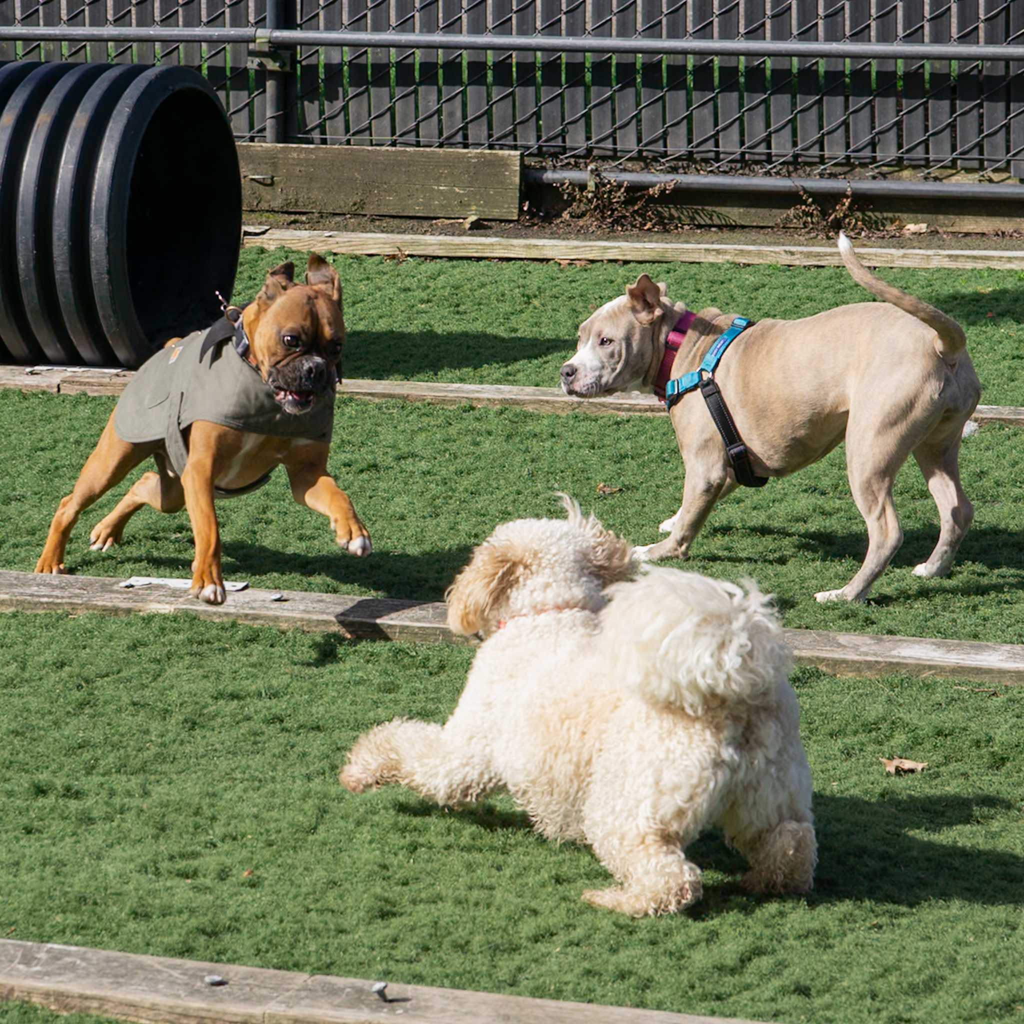 Dogs playing outdoors