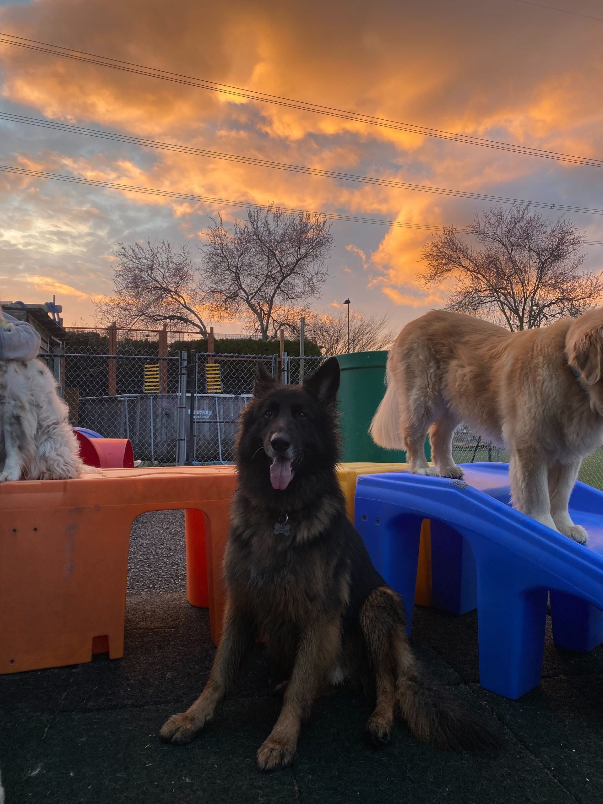Dogs in the pool