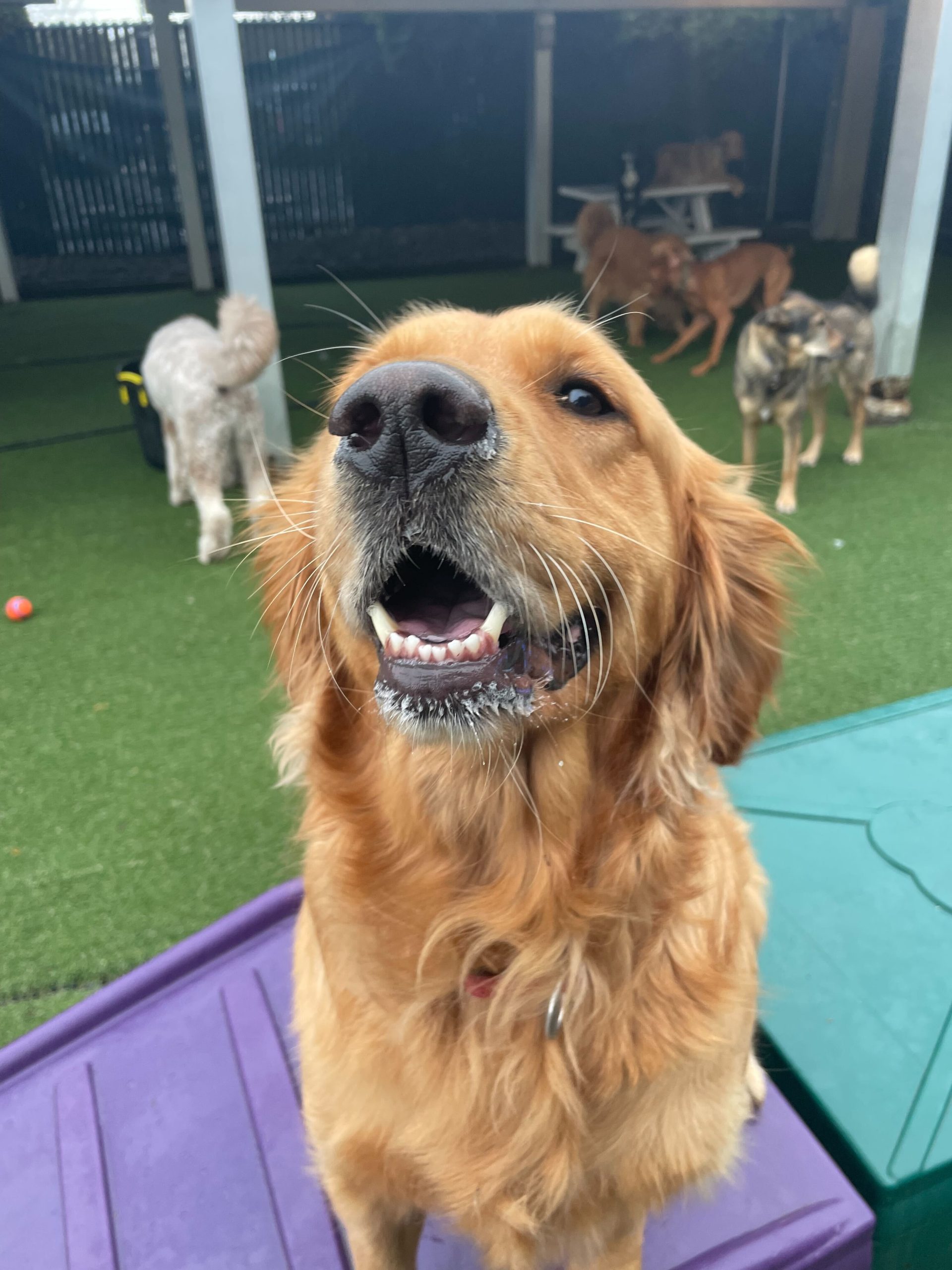 Dog training