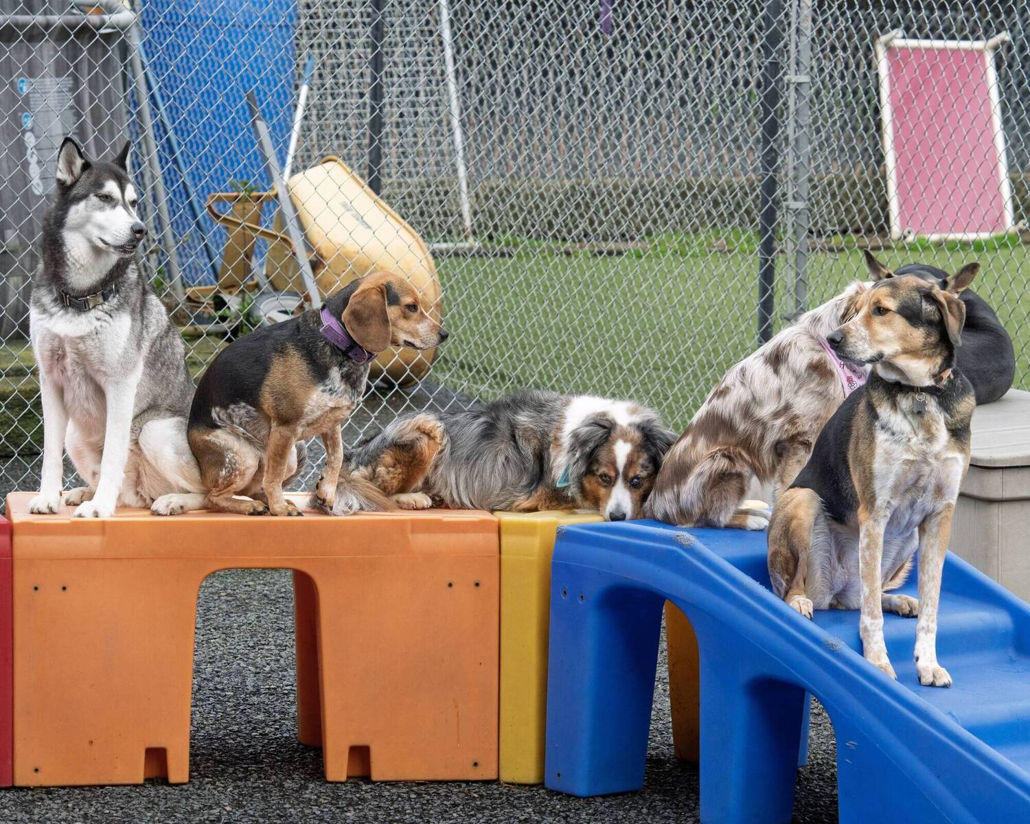 Dogs playing outside
