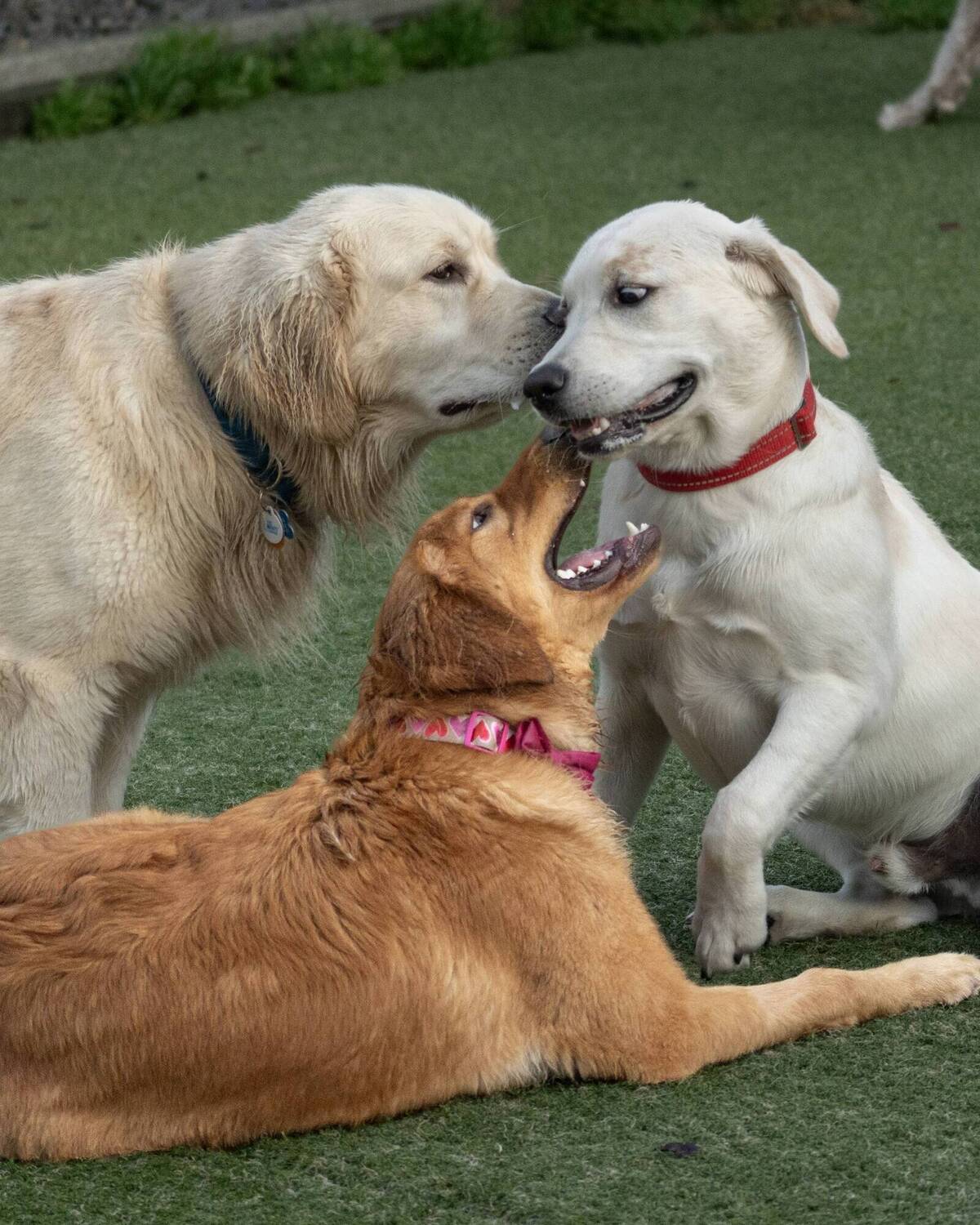 Dogs playing in daycare